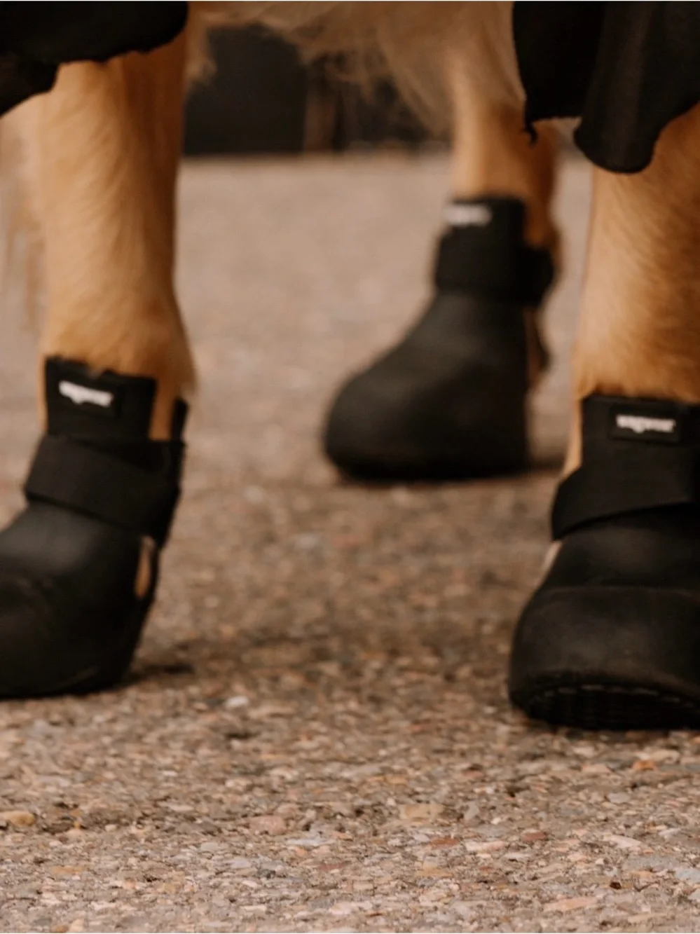 Wagwellies® Dog Boots by Wagwear — Black